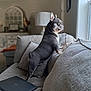 animal, couch, cozy, curious, daylight, decor, dog, french_bulldog, furniture, gray, home, indoor, interior, lamp, living_room, looking_out, pet, pillow, standing, window