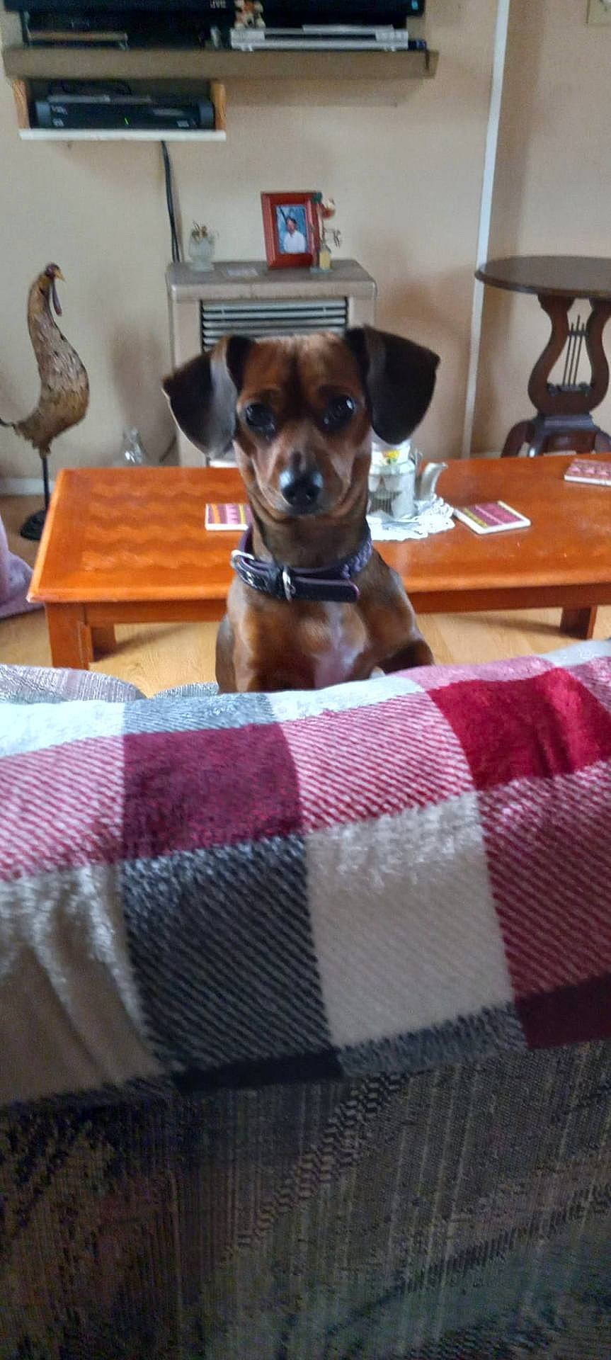 Sassy joined the competition — help win amazing prizes! animal, architecture, building, canine, couch, cushion, dog, face, furniture, head, homedecor, indoors, interiordesign, livingroom, person, pet, plant, pottedplant, puppy, room