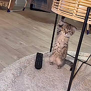 Cassie participe au concours pour gagner de l'argent avec cette photo : kitten, cat, indoor, wooden_floor, rug, remote_control, chair, wicker, pet, animal, curious, standing, furniture, spotted, ears, young, cute, domestic, flooring, playful