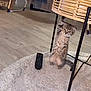 kitten, cat, indoor, wooden_floor, rug, remote_control, chair, wicker, pet, animal, curious, standing, furniture, spotted, ears, young, cute, domestic, flooring, playful