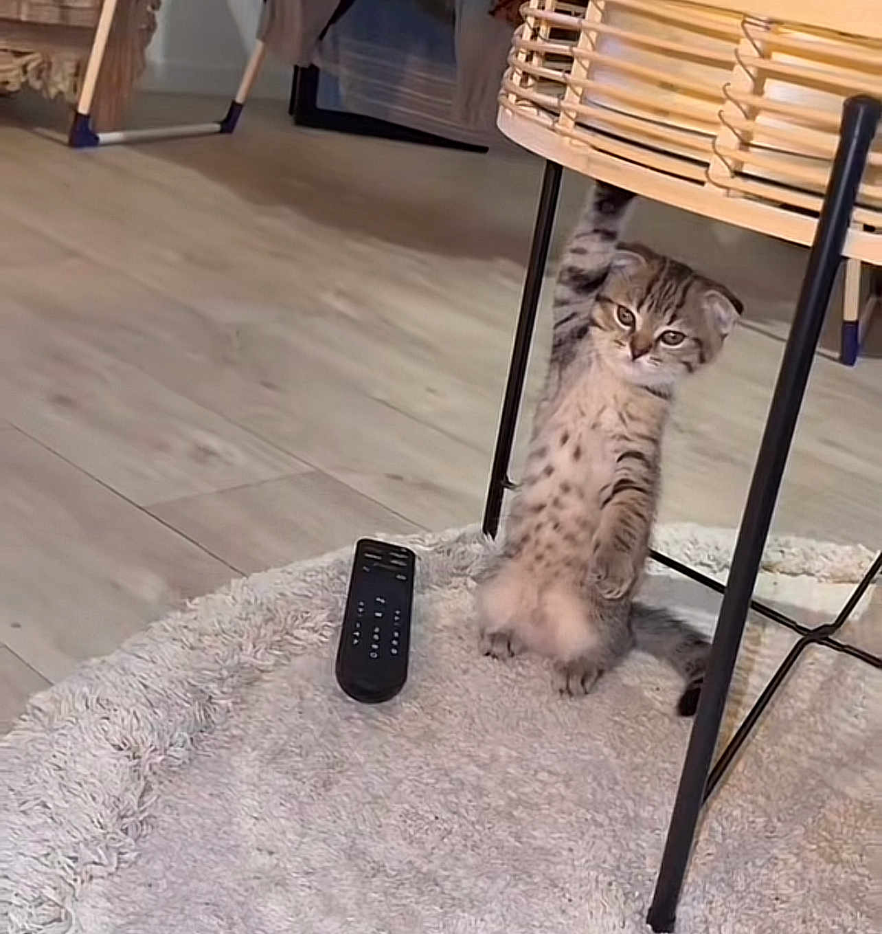 Cassie participe au concours pour gagner de l'argent avec cette photo : kitten, cat, indoor, wooden_floor, rug, remote_control, chair, wicker, pet, animal, curious, standing, furniture, spotted, ears, young, cute, domestic, flooring, playful