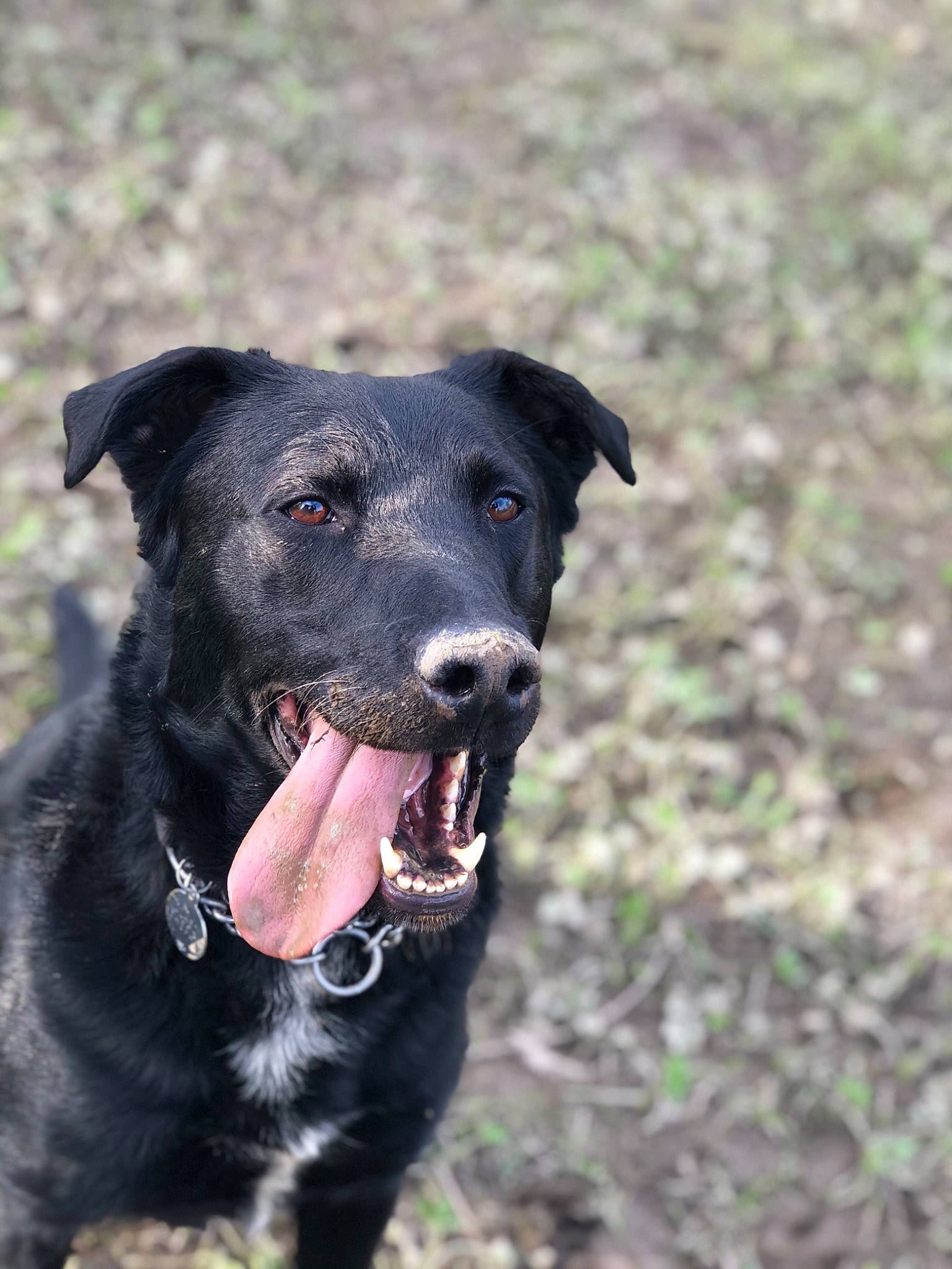 Olly is registered to the contest to win money with this photo: borador, canidae, carnivore, dog, dog_breed, dog_collar, gladiolus, hunting_dog, mammal, patterdale_terrier, plant, rare_breed_dog, snout, sporting_group, terrier, vertebrate