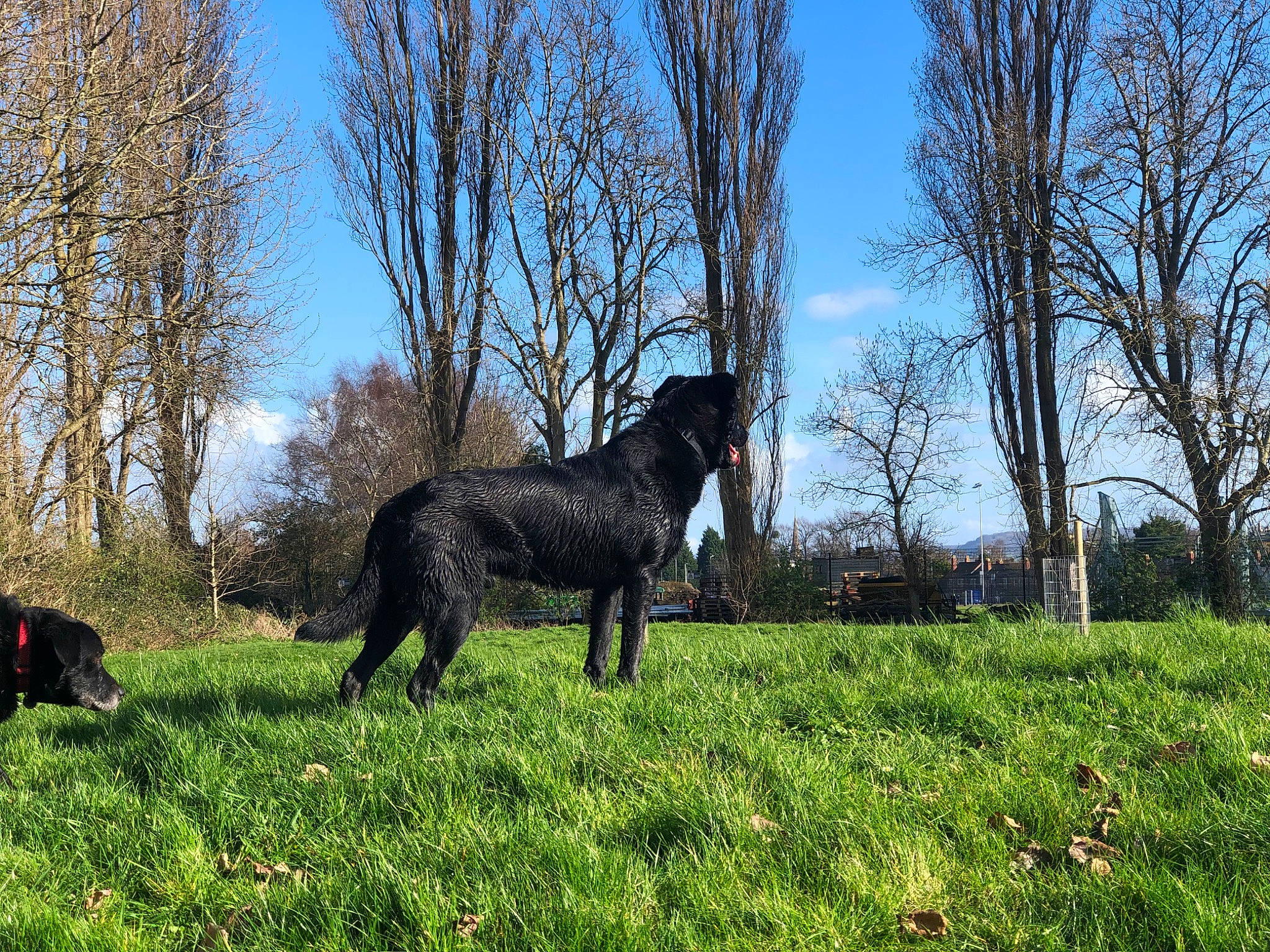 Olly joined the competition — help win amazing prizes! canidae, carnivore, curly_coated_retriever, dog, dog_breed, field_trial, flat_coated_retriever, guard_dog, hunting_dog, labrador_retriever, mammal, meadow, pasture, patterdale_terrier, plant, retriever, sporting_group, tree, vertebrate