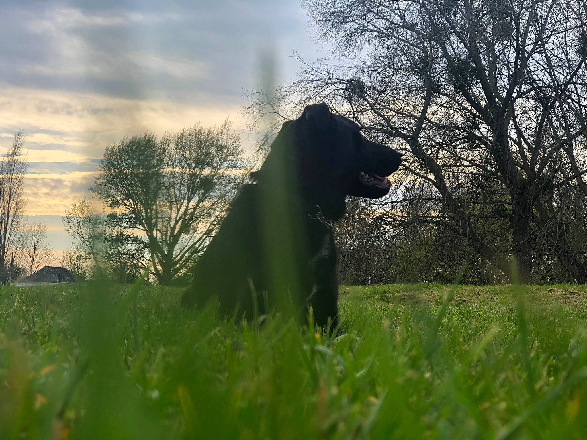 Olly is registered to the contest to win money with this photo: branch, canidae, dog, dog_breed, grass, grass_family, grassland, green, guard_dog, labrador_retriever, meadow, morning, pasture, plant, prairie, sky, sporting_group, sunlight, tree, wildlife