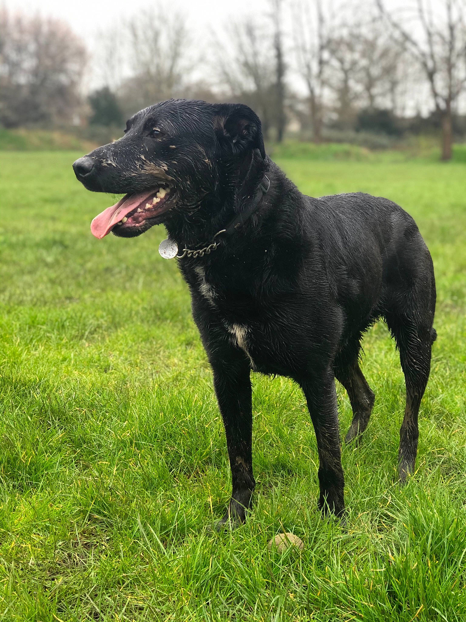 Olly joined the competition — help win amazing prizes! borador, canidae, carnivore, dog, dog_breed, flat_coated_retriever, hunting_dog, labrador_retriever, mammal, patterdale_terrier, rare_breed_dog, sporting_group, vertebrate