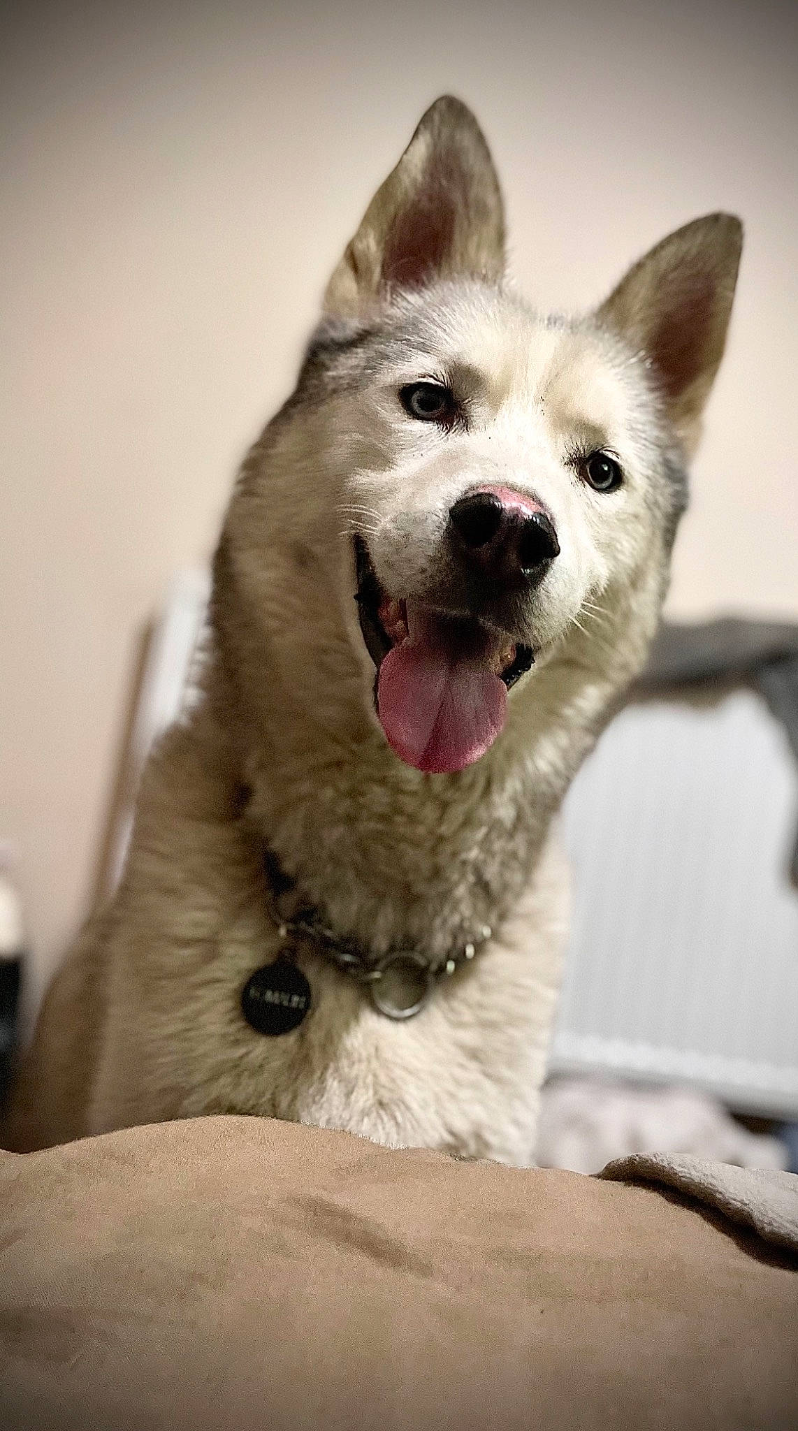 Kobi is registered to the contest to win money with this photo: canidae, canis, carnivore, collar, companion_dog, dog, dog_breed, dog_collar, jaw, pet_supply, sled_dog, snout, sporting_group, tongue, tooth, vertebrate, whiskers, wolfdog, working_animal, working_dog