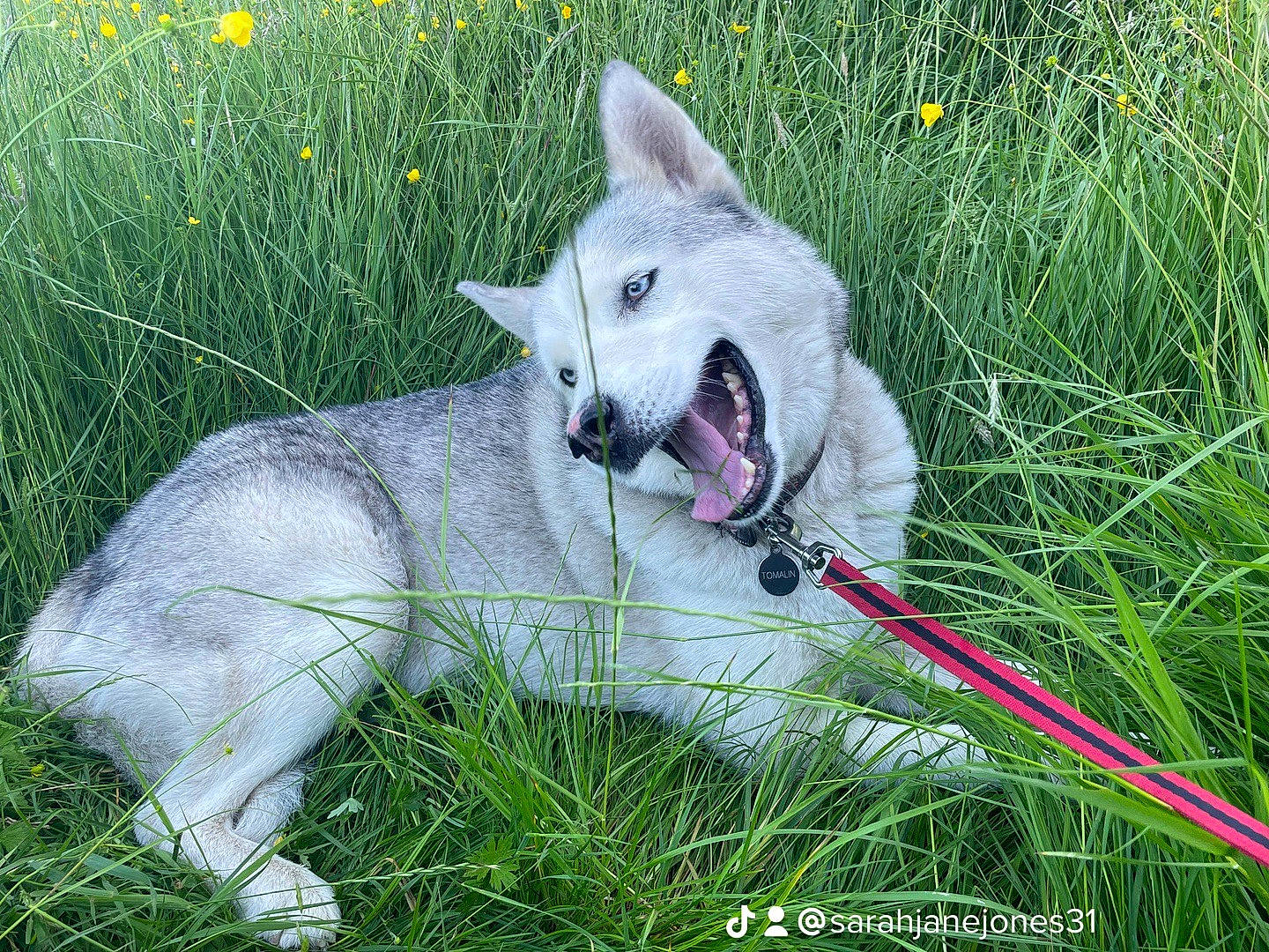 Kobi is registered to the contest to win money with this photo: canidae, carnivore, collar, companion_dog, dog, dog_breed, fang, flower, fur, grass, grass_family, grassland, green, groundcover, plant, snout, sporting_group, tail, terrestrial_animal, wildlife