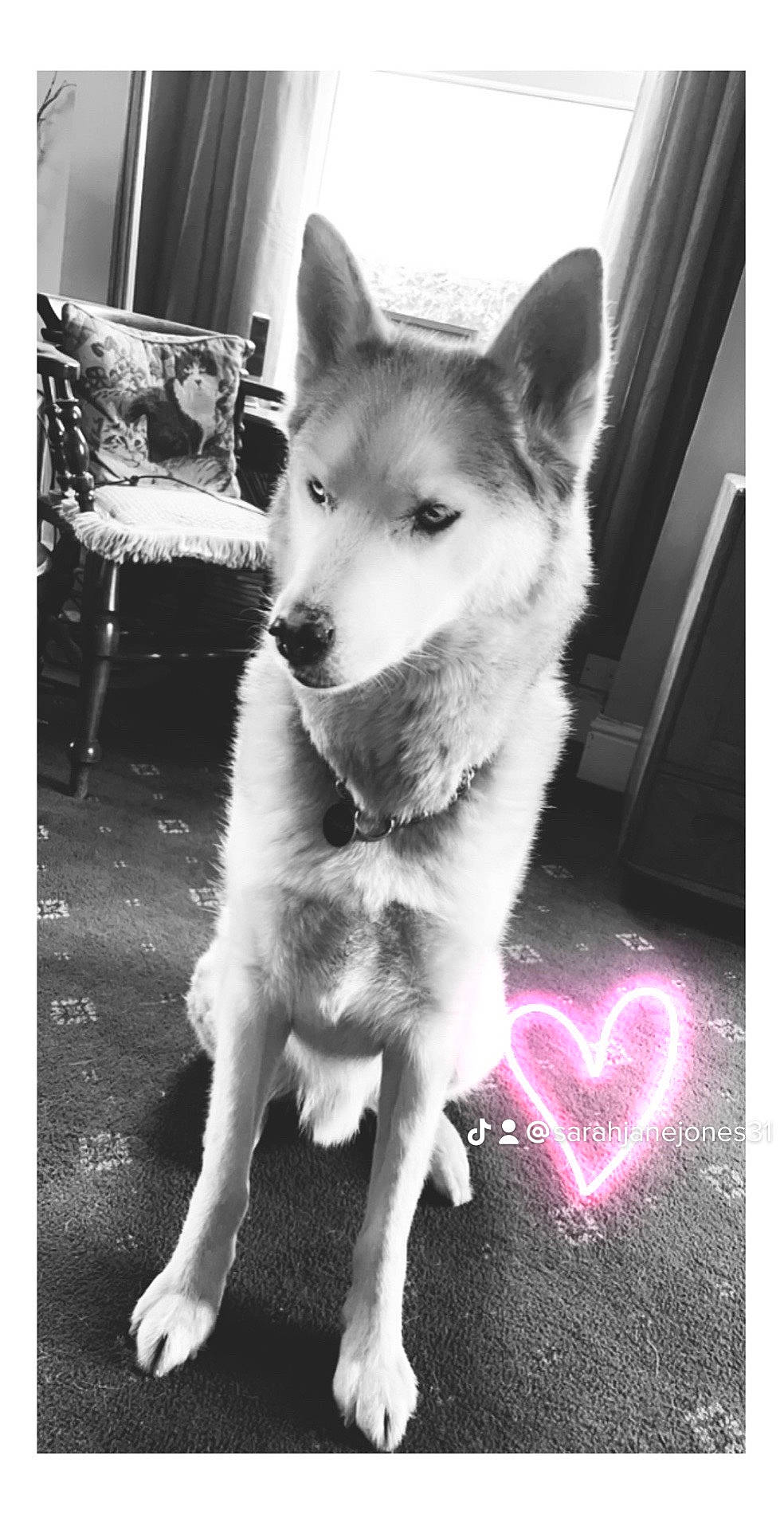 Kobi is registered to the contest to win money with this photo: black, canidae, canis, carnivore, companion_dog, curtain, dog, dog_breed, fur, monochrome, monochrome_photography, photograph, picture_frame, rectangle, sled_dog, snapshot, snout, sporting_group, stock_photography, working_dog