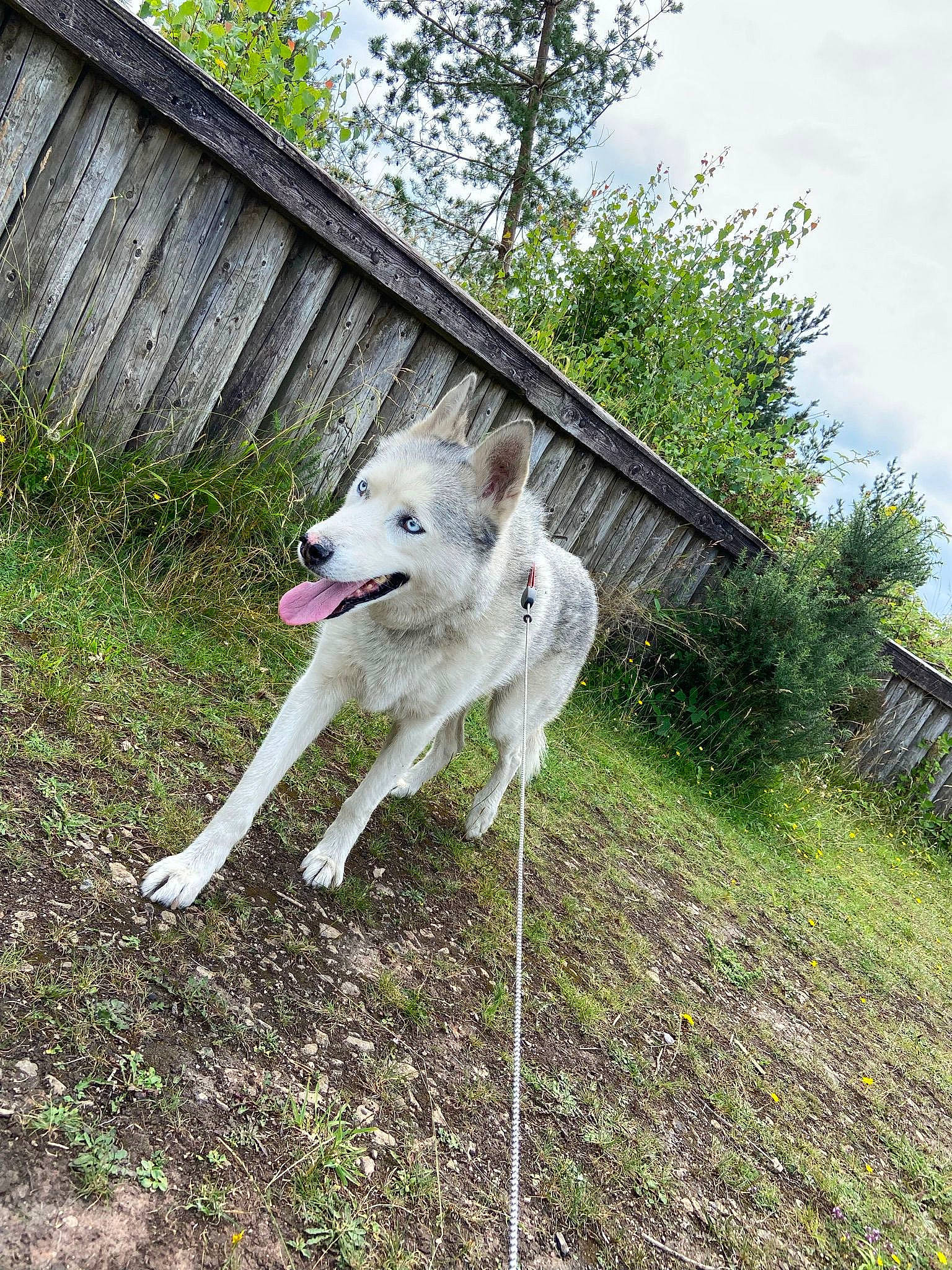 Kobi is registered to the contest to win money with this photo: canidae, canis, carnivore, cloud, collar, companion_dog, dog, dog_breed, grass, leash, non_sporting_group, plant, recreation, sky, sled_dog, sporting_group, tail, tree, working_animal, working_dog