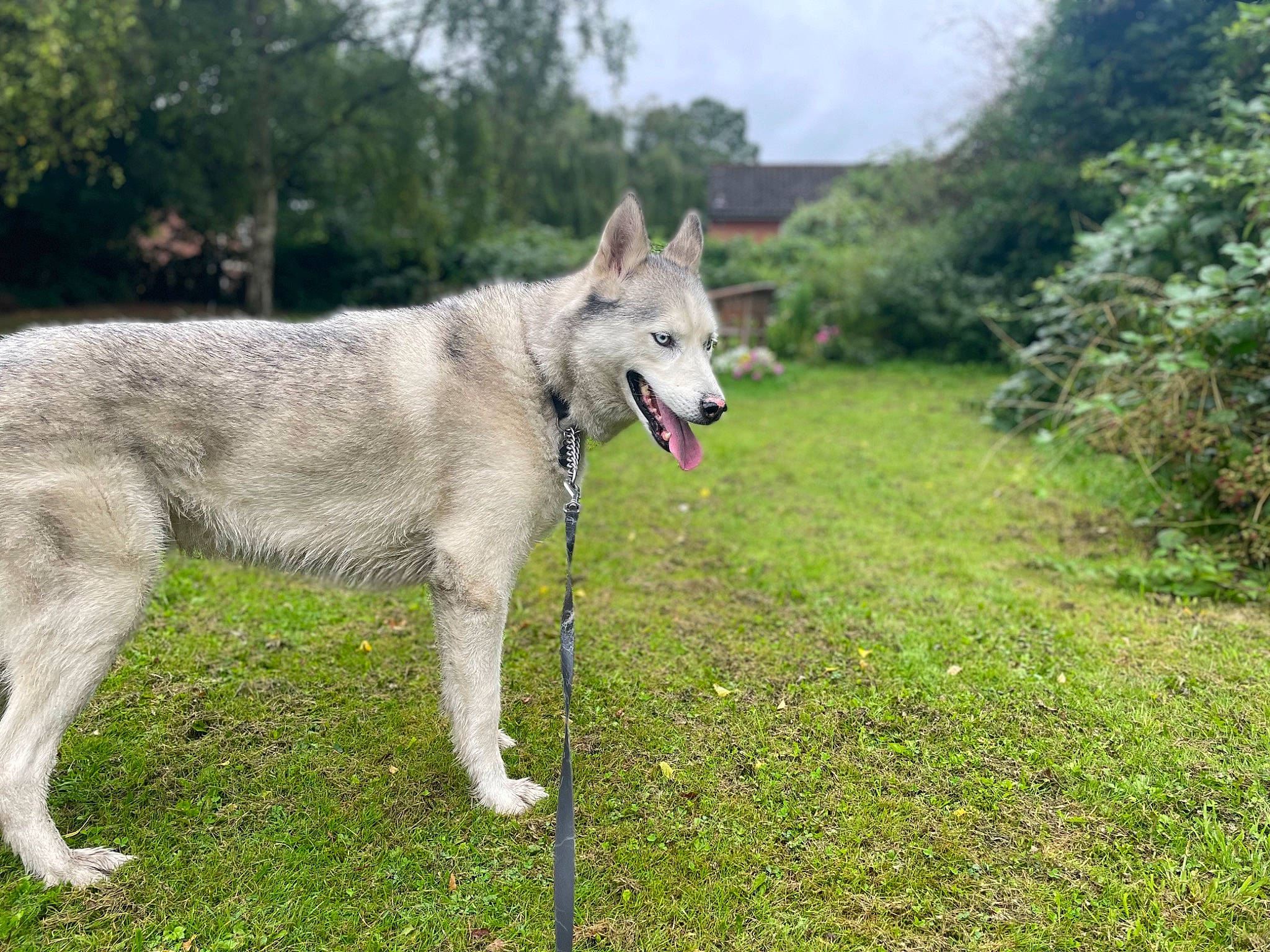 Kobi joined the competition — help win amazing prizes! ancient_dog_breeds, canidae, canis, carnivore, cloud, collar, companion_dog, dog, dog_breed, grass, grassland, plant, sky, sporting_group, tail, terrestrial_animal, tree, wolf, working_animal, working_dog