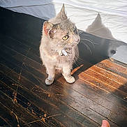 Tiger Lilly is registered to the contest to win money with this photo: cat, indoor, wooden_floor, sunlight, shadow, bed, collar, bell, pet, animal, curious, feline, floorboards, human_foot, white_bed, natural_light, domestic, closeup, soft_shadow, cozy