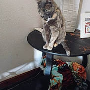 Tiger Lilly is registered to the contest to win money with this photo: bell, blanket, cat, collar, curious, decor, domestic, floor, fur, furniture, indoor, lamp, pet, picture_frame, shadow, sitting, table, texture, wall, wood