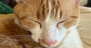 Tony Macaroni is registered to the contest to win money with this photo: cat, close_up, cozy, domestic_animal, ears, eyes_closed, feline, fur, ginger, indoor, orange_tabby, pet, pink_nose, portrait, relaxed, sleeping, snout, soft_texture, whisker_detail, whiskers