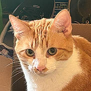 Tony Macaroni joined the competition — help win amazing prizes! animal, cat, close_up, curious, cute, domestic_cat, ears, face, feline, fur, green_eyes, indoor, looking, mammal, nose, orange_cat, pet, portrait, whiskers, white_cat