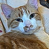 cat, orange_cat, white_cat, close_up, pet, feline, whiskers, ears, face, animal, fur, domestic_animal, resting, indoor, blanket, texture, cute, relaxed, mammal, sleepy