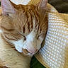 cat, sleeping, ginger_cat, white_fur, close_up, cozy, blanket, texture, resting, pet, animal, indoor, fur, whiskers, ears, cute, peaceful, relaxed, nap, soft_lighting