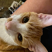 Tony joined the competition — help win amazing prizes! cat, orange_cat, white_cat, close_up, pet, animal, whiskers, fur, ears, eyes, face, domestic_cat, indoor, curious, looking_up, person_arm, resting, cute, feline, companion
