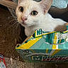 cat, white_cat, green_eyes, cardboard_box, mountain_dew, torn_box, towel, indoor, carpet, pet, curious, close_up, feline, household, container, animal, cute, whiskers, ears, looking