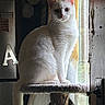 Winter is registered to the contest to win money with this photo: cat, white_cat, pet, animal, indoor, window, natural_light, curtain, perch, feline, sitting, looking, fur, ears, whiskers, vintage, rustic, door, shadow, quiet