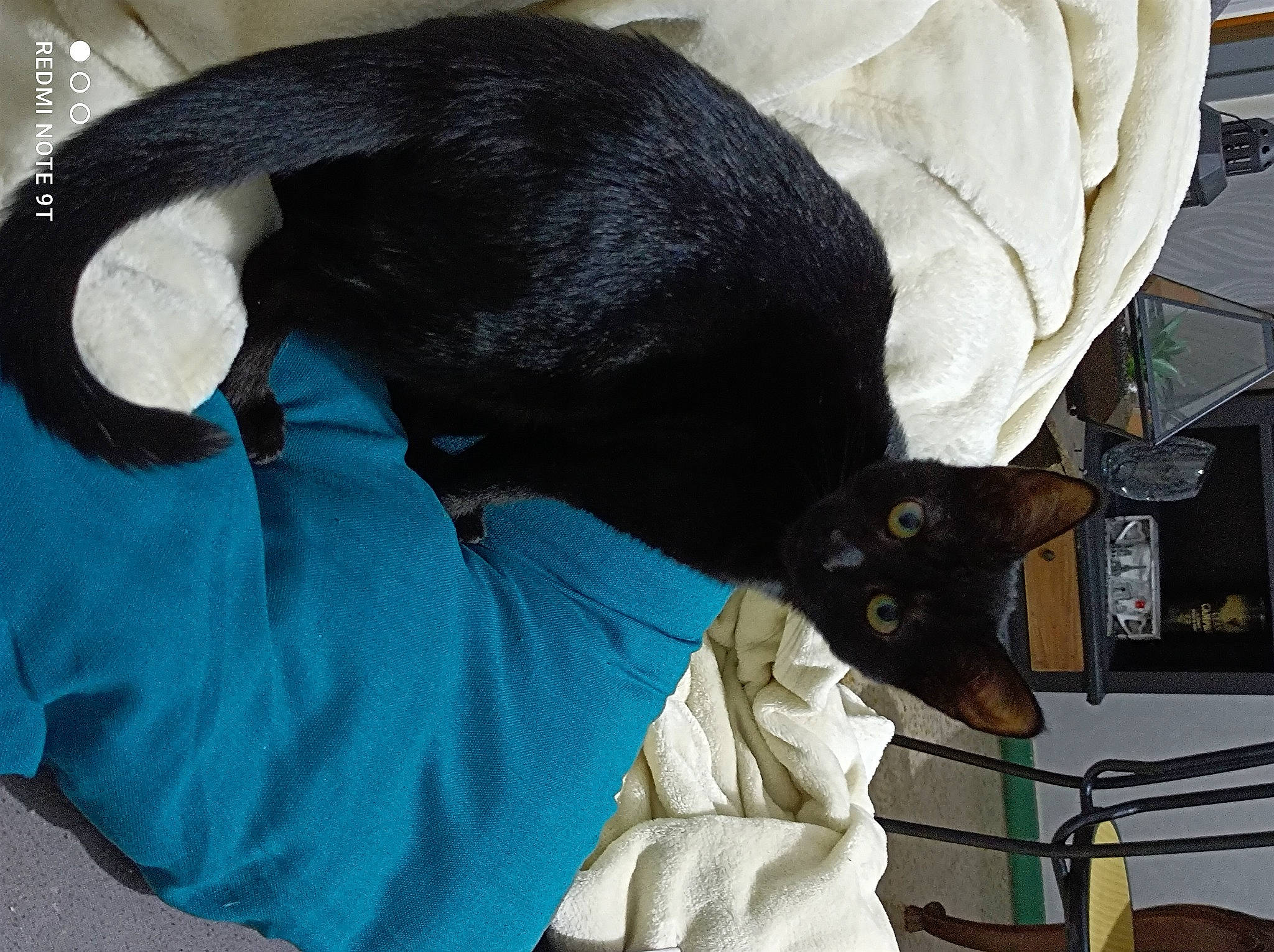 Kim participe au concours pour gagner de l'argent avec cette photo : black_cat, canidae, carnivore, cat, collar, comfort, companion_dog, dog_breed, domestic_short_haired_cat, ear, electric_blue, felidae, fur, mammal, pet_supply, small_to_medium_sized_cats, snout, tail, vertebrate, whiskers