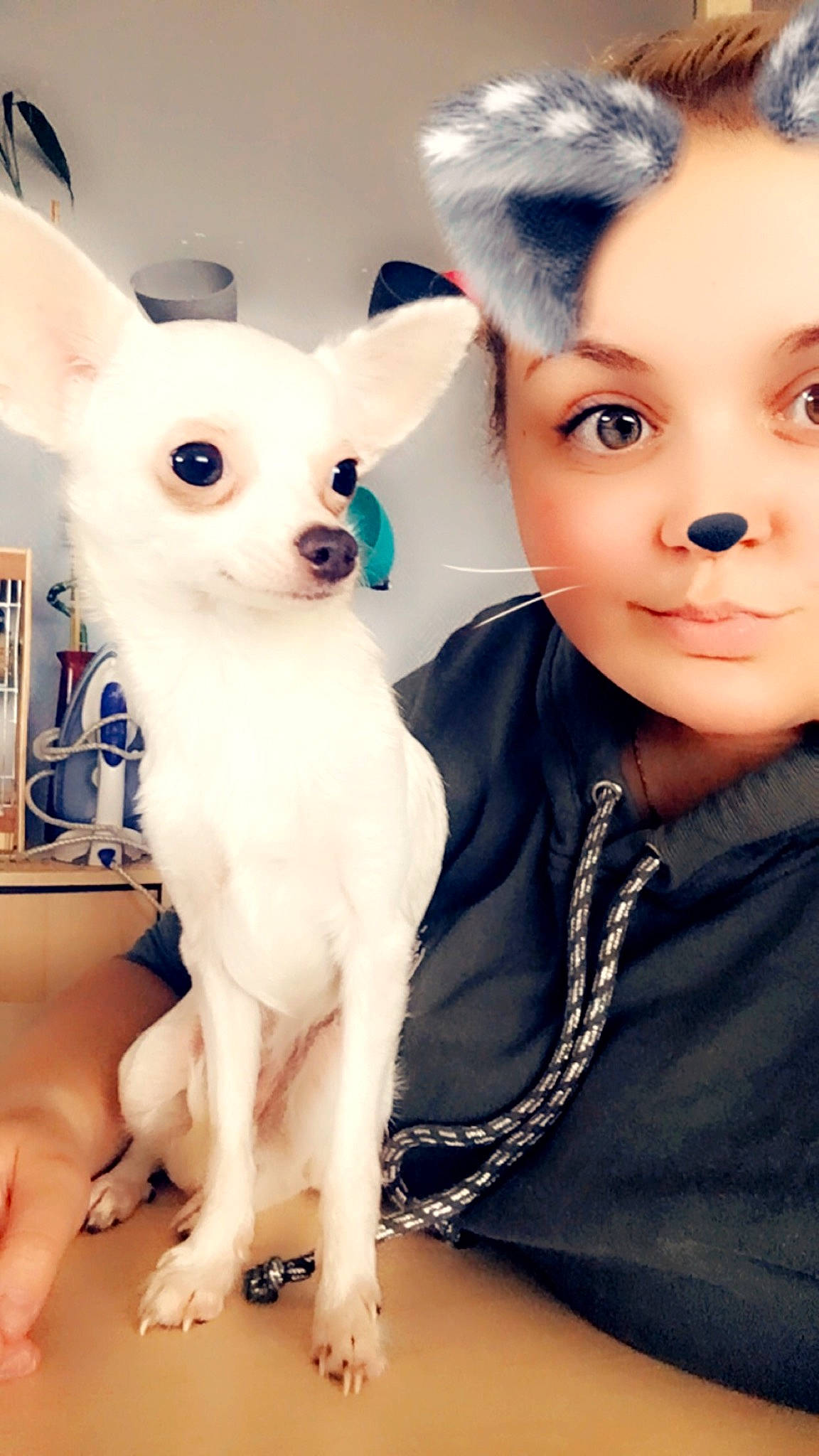 Perle participe au concours pour gagner de l'argent avec cette photo : carnivoran, chihuahua, companion_dog, dog, dog_breed, dog_breed_group, dog_clothes, dog_like_mammal, ear, eye, fur, girl, organ, person, puppy, skin, snout