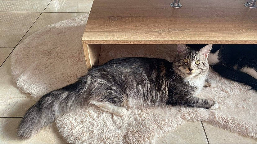 Rolex a rejoint le concours — aidez-le/la à gagner de superbes lots ! box, carnivore, cat, claw, comfort, domestic_short_haired_cat, felidae, fur, hardwood, nap, paw, sitting, small_to_medium_sized_cats, snout, tail, terrestrial_animal, whiskers, wood