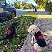 Luna And Baby joined the competition — help win amazing prizes! two_dogs, dog, small_dog, poodle, white_dog, black_dog, leash, harness, sidewalk, grass, fallen_flowers, pink_petals, parked_car, street, suburban, palm_tree, tree, stop_sign, sunny_day, portrait