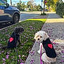 two_dogs, dog, small_dog, poodle, white_dog, black_dog, leash, harness, sidewalk, grass, fallen_flowers, pink_petals, parked_car, street, suburban, palm_tree, tree, stop_sign, sunny_day, portrait