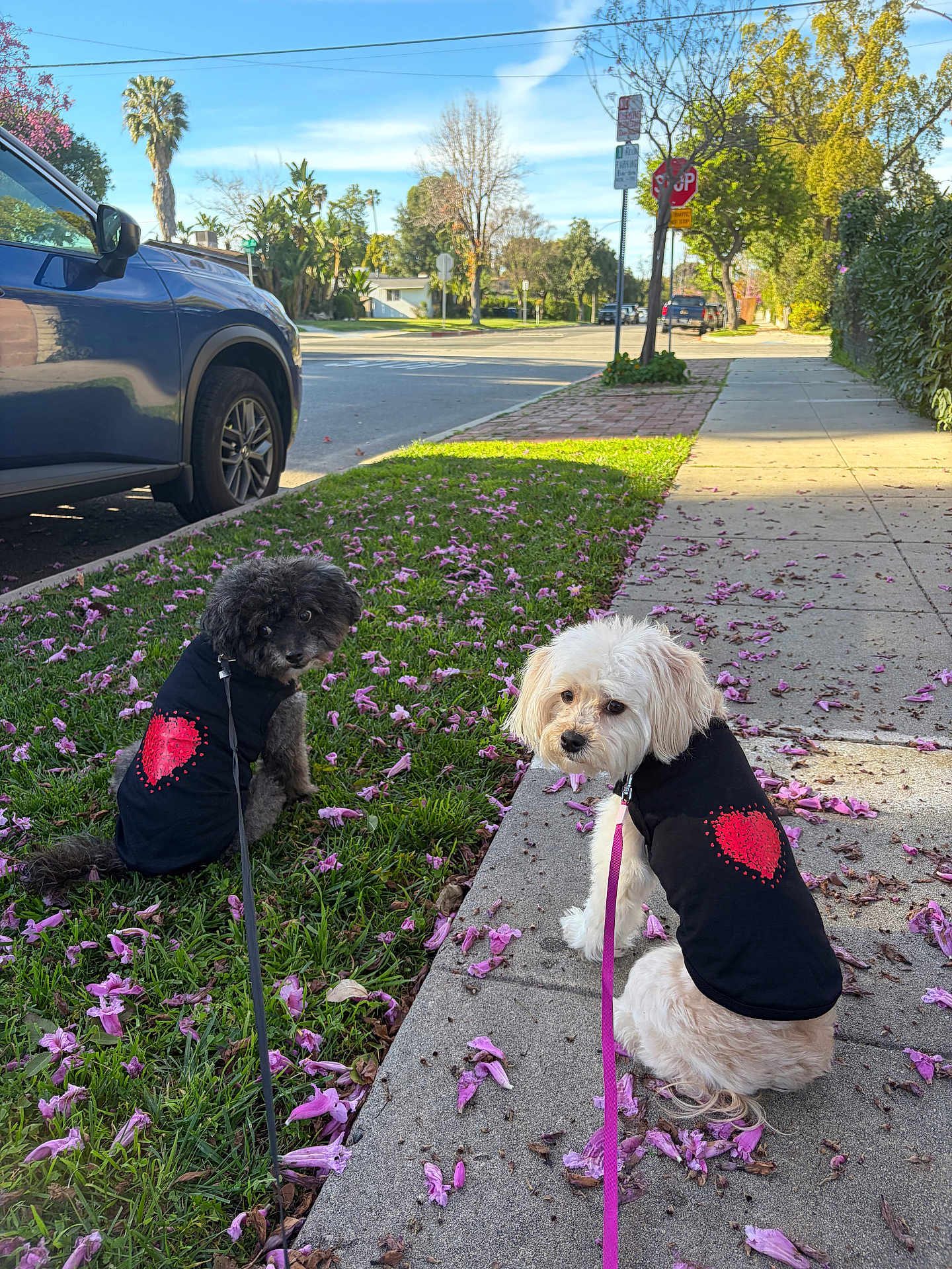 Luna And Baby joined the competition — help win amazing prizes! two_dogs, dog, small_dog, poodle, white_dog, black_dog, leash, harness, sidewalk, grass, fallen_flowers, pink_petals, parked_car, street, suburban, palm_tree, tree, stop_sign, sunny_day, portrait