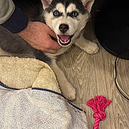 Alaska a rejoint le concours — aidez-le/la à gagner de superbes lots ! husky, puppy, dog, blue_eyes, blanket, hand, floor, toy, rope_toy, pet, indoor, wooden_floor, playful, cute, animal, fur, happy, pet_bed, cozy, domestic