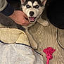 husky, puppy, dog, blue_eyes, blanket, hand, floor, toy, rope_toy, pet, indoor, wooden_floor, playful, cute, animal, fur, happy, pet_bed, cozy, domestic