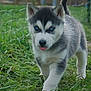 Alaska participe au concours pour gagner de l'argent avec cette photo : puppy, dog, husky, blue_eyes, grass, outdoor, pet, animal, cute, young, fur, walking, nature, playful, tongue, canine, fence, small, adorable, friendly