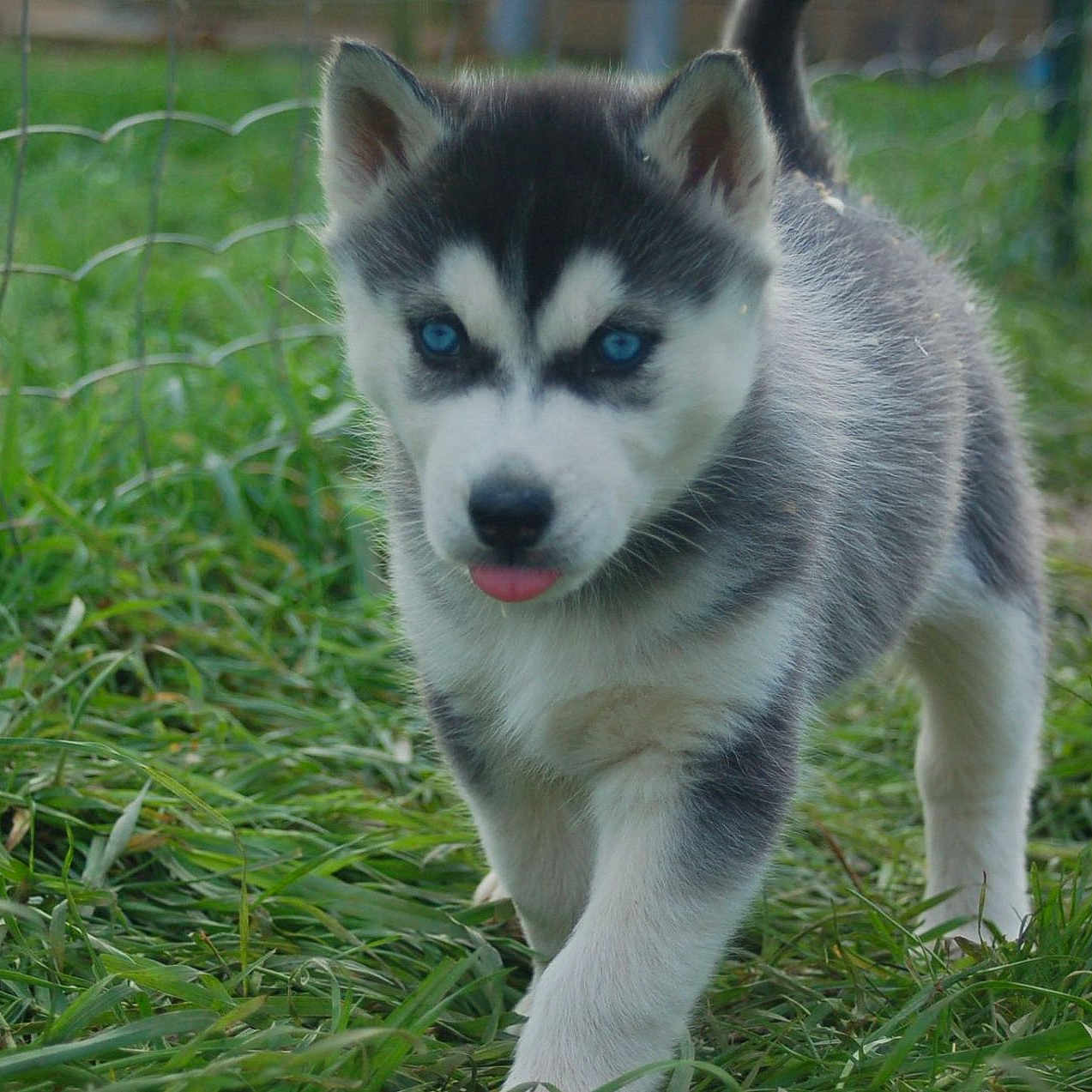 Alaska participe au concours pour gagner de l'argent avec cette photo : adorable, animal, blue_eyes, canine, cute, dog, fence, friendly, fur, grass, husky, nature, outdoor, pet, playful, puppy, small, tongue, walking, young