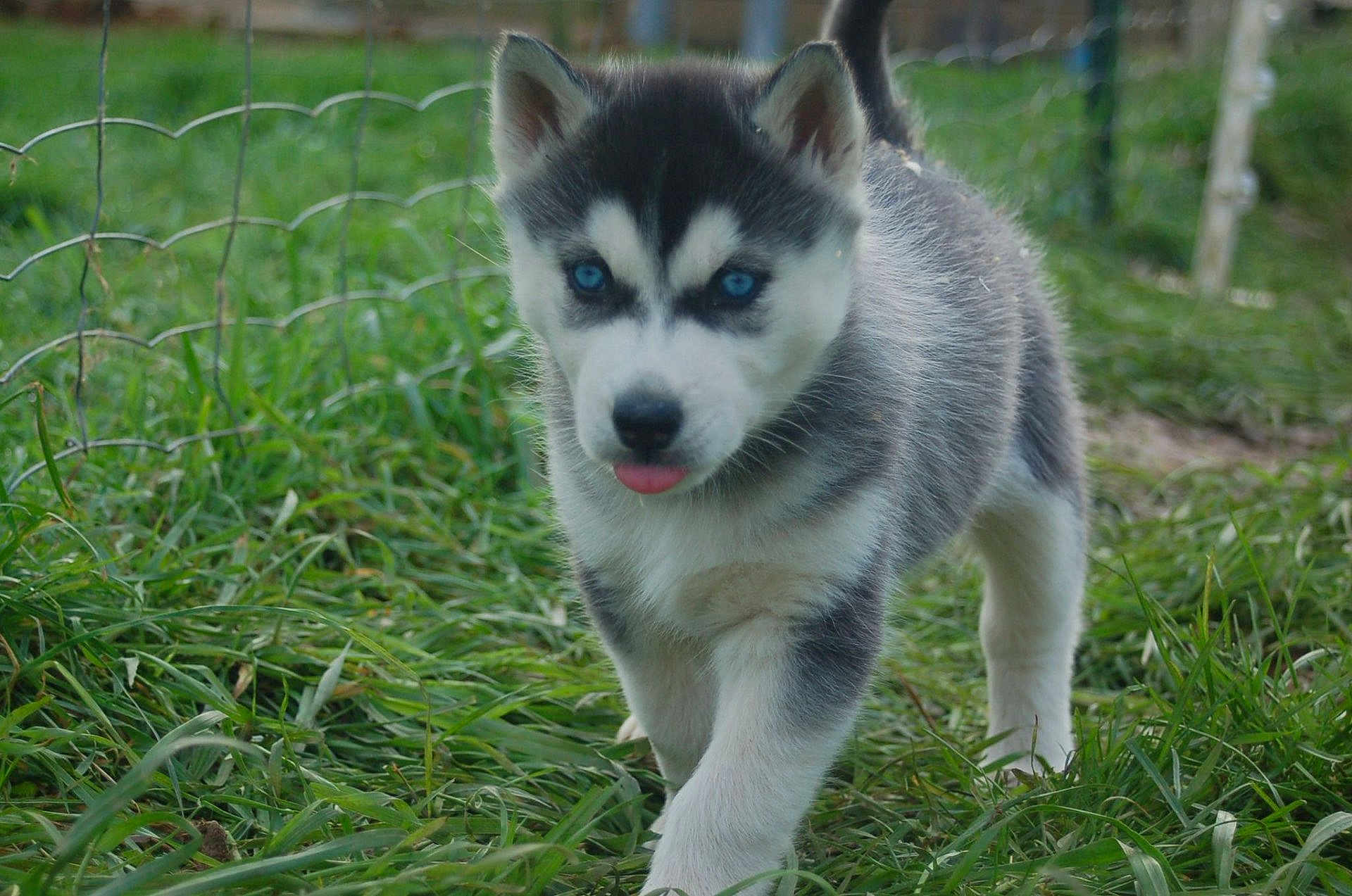 Alaska participe au concours pour gagner de l'argent avec cette photo : puppy, dog, husky, blue_eyes, grass, outdoor, pet, animal, cute, young, fur, walking, nature, playful, tongue, canine, fence, small, adorable, friendly