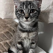Solar joined the competition — help win amazing prizes! kitten, cat, gray_tabby, pet, animal, feline, whiskers, ears, eyes, fur, sitting, indoor, curious, cute, young, small, portrait, cozy, blanket, curtain