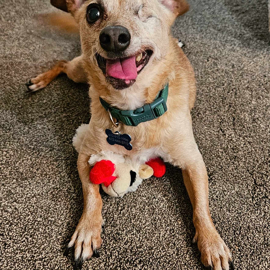 Potato is registered to the contest to win money with this photo: accessories, animal, ball, bodypart, canine, dog, face, head, hound, mouth, person, pet, photography, portrait, puppy, sport, strap, tennis, tennisball, tongue