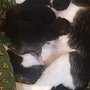 Gattina Et Gattino participe au concours pour gagner de l'argent avec cette photo : cat, kitten, black_and_white, mother_cat, sleeping, cuddle, animal, pet, fur, close_up, resting, domestic_animal, cute, green_blanket, pattern, soft, cozy, family, love, comfort