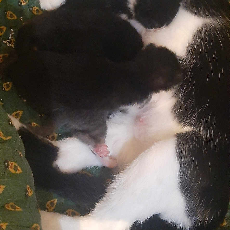 Gattina Et Gattino participe au concours pour gagner de l'argent avec cette photo : cat, kitten, black_and_white, mother_cat, sleeping, cuddle, animal, pet, fur, close_up, resting, domestic_animal, cute, green_blanket, pattern, soft, cozy, family, love, comfort