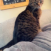 Willow joined the competition — help win amazing prizes! cat, tabby_cat, pet, animal, indoor, blanket, cozy, furniture, decor, wall_art, chalkboard, text, home, sitting, looking_away, ears, whiskers, fur, cute, relaxed