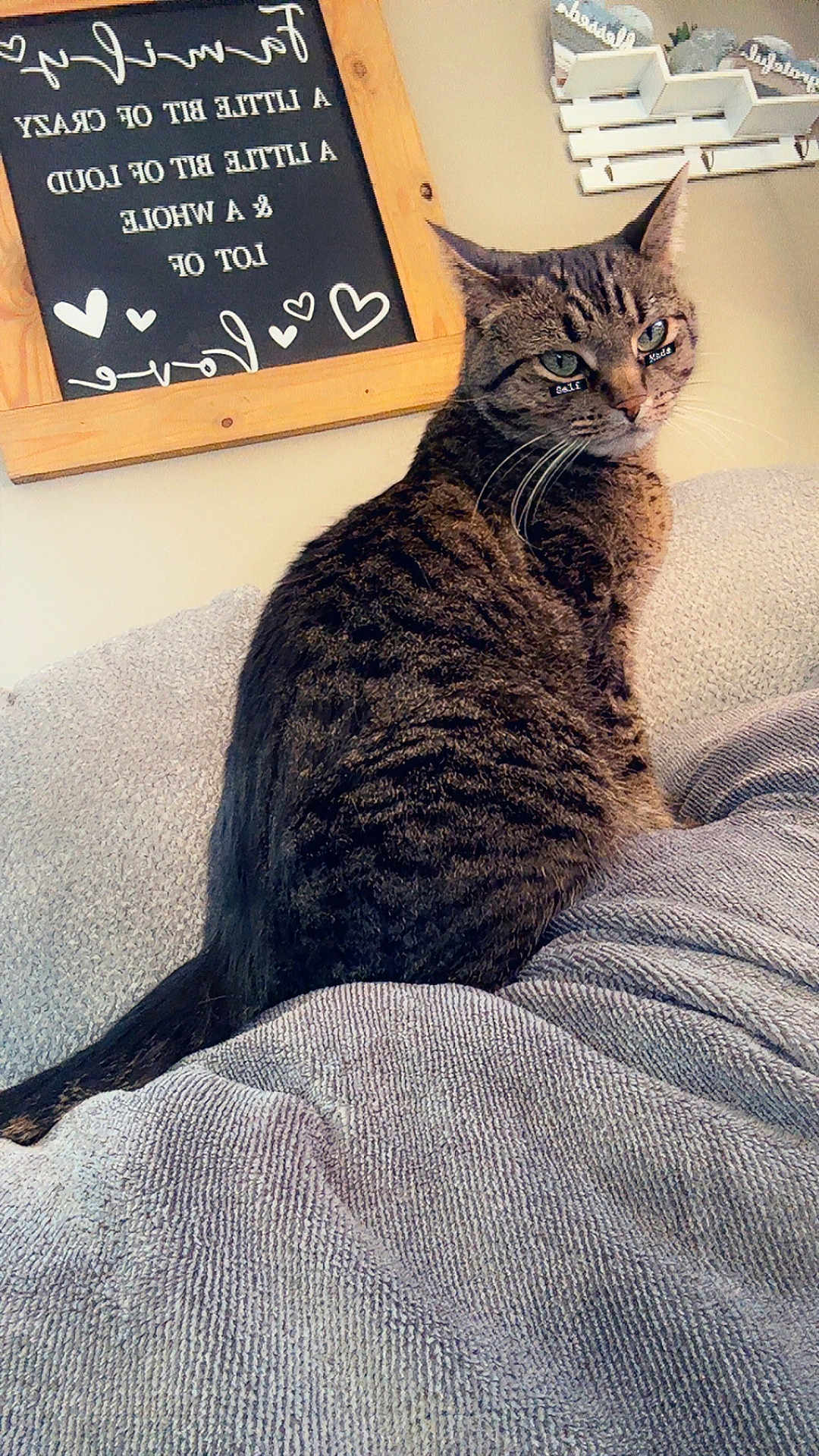 Willow joined the competition — help win amazing prizes! cat, tabby_cat, pet, animal, indoor, blanket, cozy, furniture, decor, wall_art, chalkboard, text, home, sitting, looking_away, ears, whiskers, fur, cute, relaxed