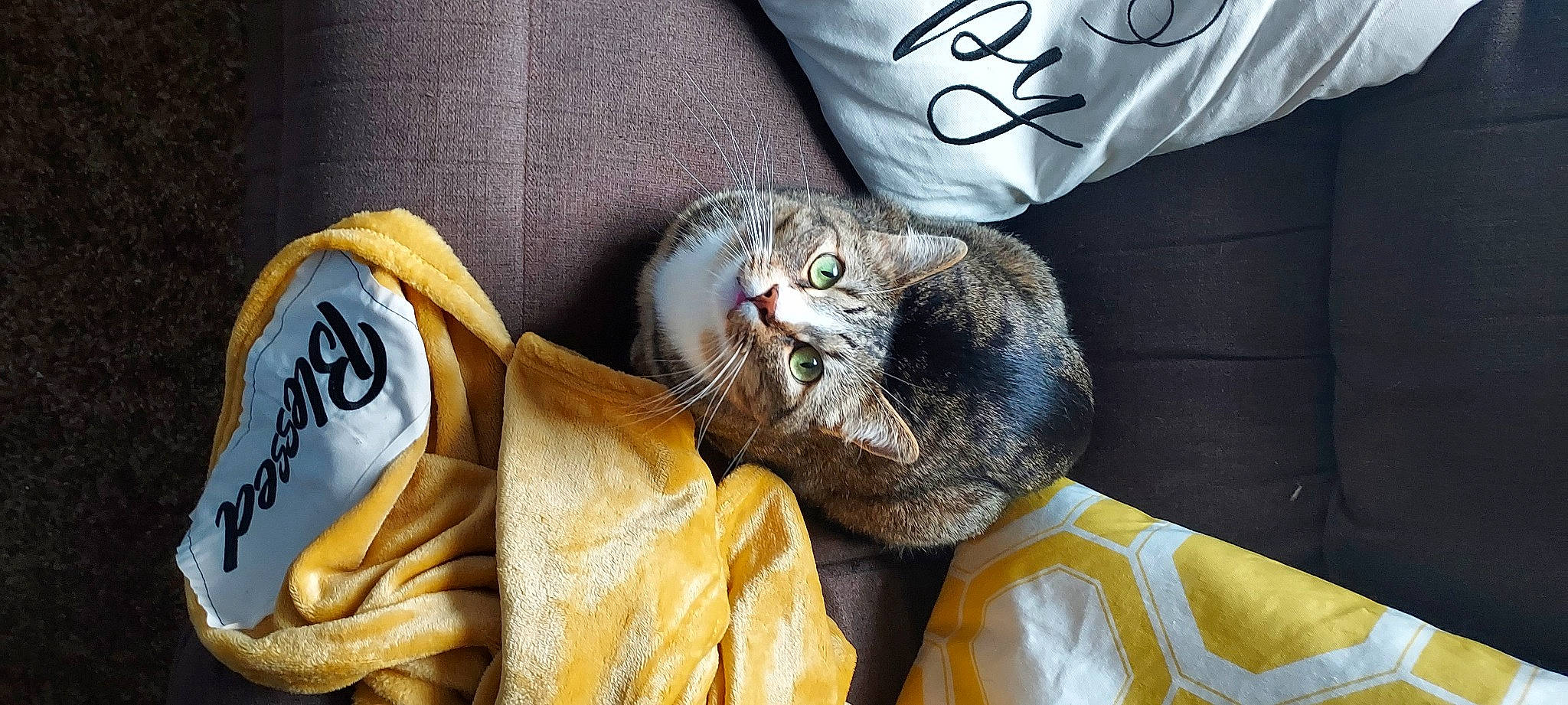 Gatsby joined the competition — help win amazing prizes! carnivore, cat, claw, comfort, comfort_food, domestic_short_haired_cat, felidae, fruit, fur, ingredient, linens, sleeve, small_to_medium_sized_cats, tail, textile, whiskers