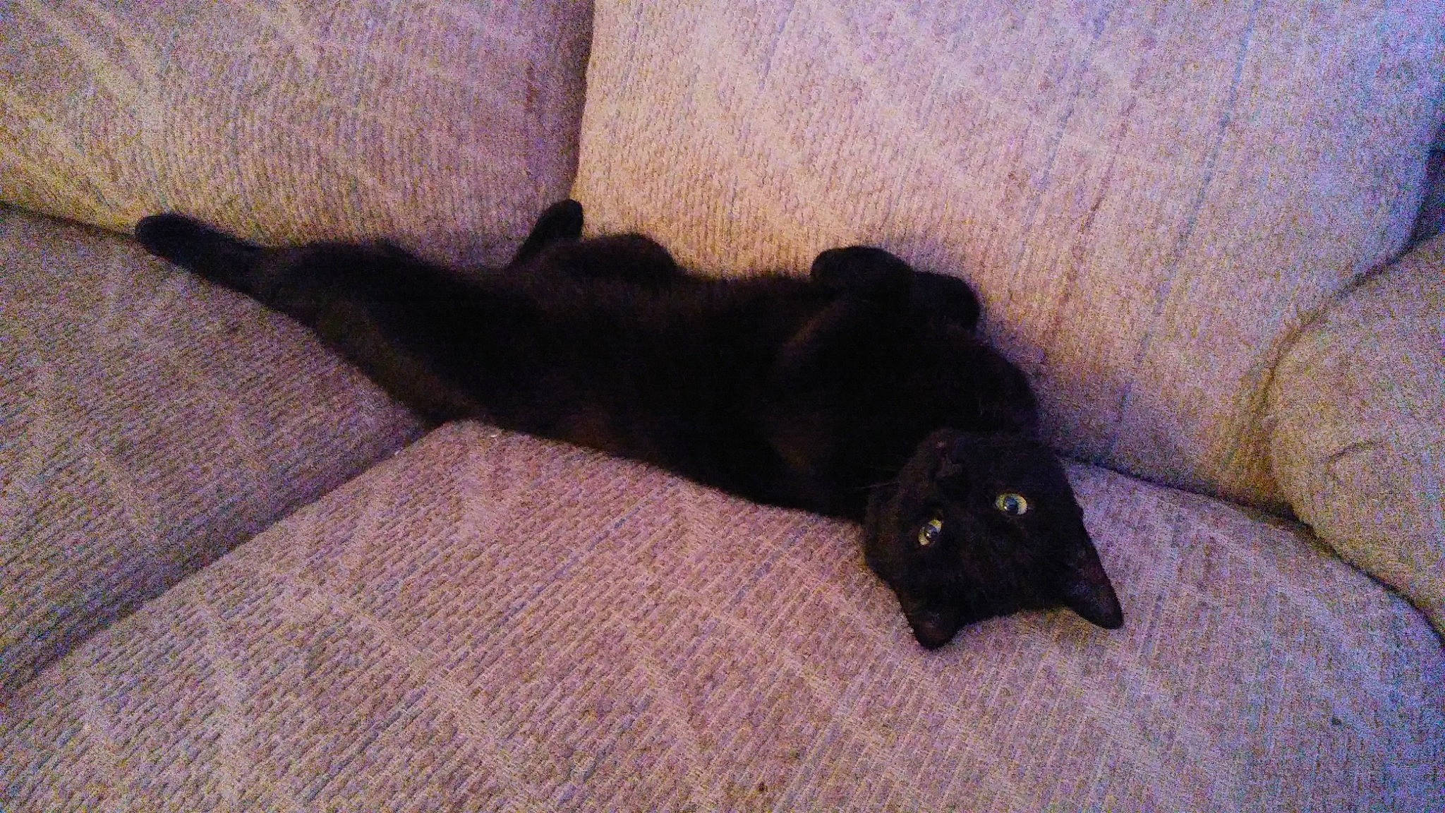 Queen B is registered to the contest to win money with this photo: black_cat, bombay, canidae, carnivore, cat, claw, comfort, dog_breed, domestic_short_haired_cat, felidae, flooring, fur, grey, hardwood, pattern, small_to_medium_sized_cats, tail, terrestrial_animal, whiskers, wood