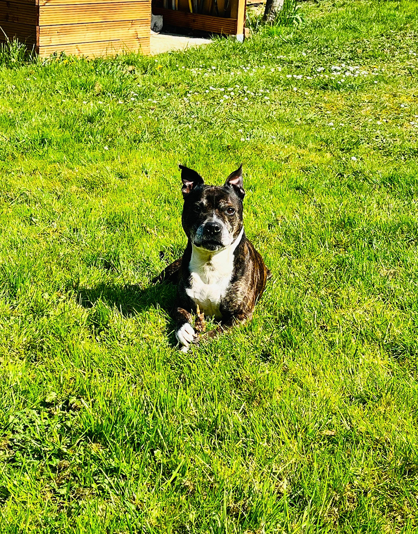 Iago a rejoint le concours — aidez-le/la à gagner de superbes lots ! australian_cattle_dog, canidae, carnivore, companion_dog, dog, dog_breed, garden, grass, grass_family, grassland, groundcover, herding_dog, lawn, pasture, plant, snout, sporting_group, tail, working_animal, working_dog