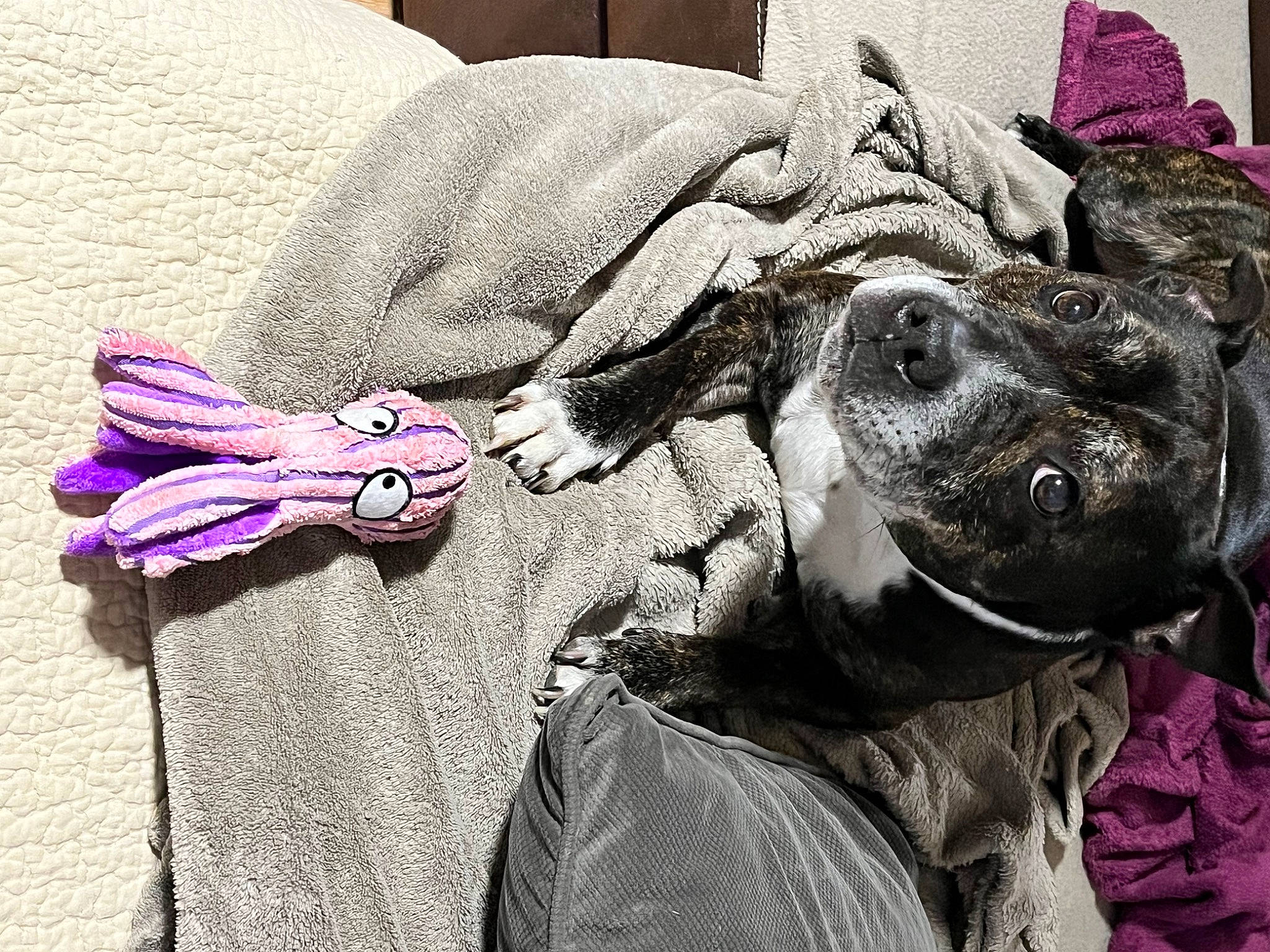 Iago participe au concours pour gagner de l'argent avec cette photo : canidae, carnivore, comfort, companion_dog, dog, dog_breed, ear, fawn, fur, guard_dog, magenta, nap, purple, selfie, sitting, snout, sporting_group, whiskers, working_animal, wrinkle