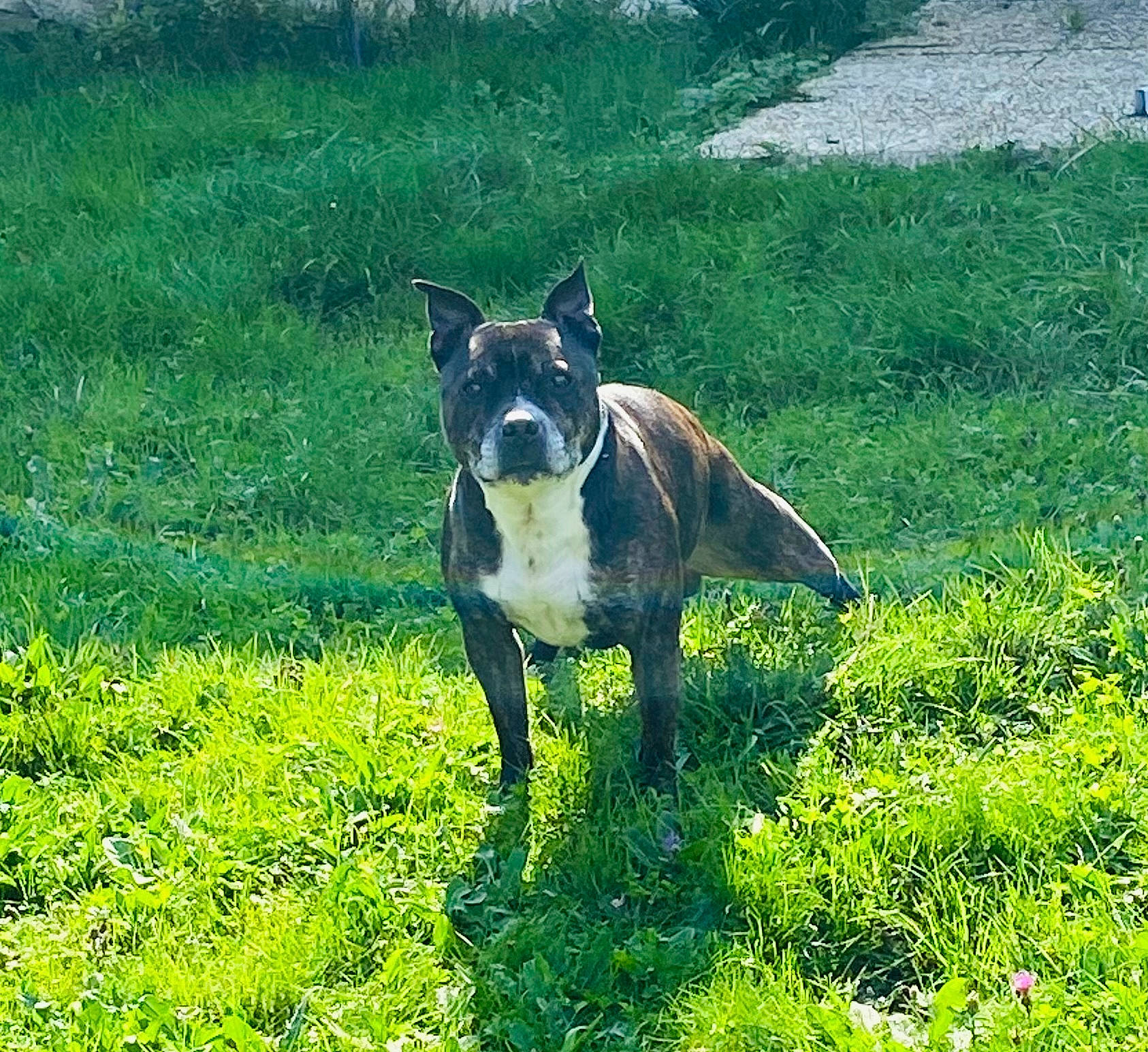 Iago participe au concours pour gagner de l'argent avec cette photo : canidae, carnivore, collar, companion_dog, dog, dog_breed, fawn, grass, grassland, groundcover, herding_dog, lure_coursing, non_sporting_group, pasture, plant, sporting_group, tail, terrestrial_animal, working_animal, working_dog