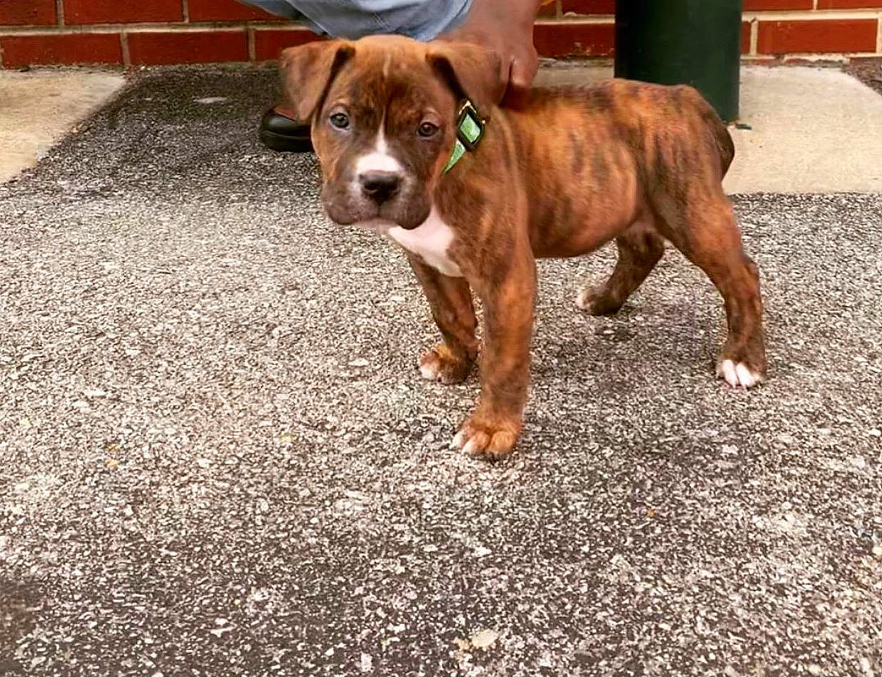 Russian joined the competition — help win amazing prizes! american_bulldog, american_pit_bull_terrier, american_staffordshire_terrier, canidae, carnivore, dog, dog_breed, fawn, mammal, non_sporting_group, rare_breed_dog, snout, sporting_group, valley_bulldog, vertebrate