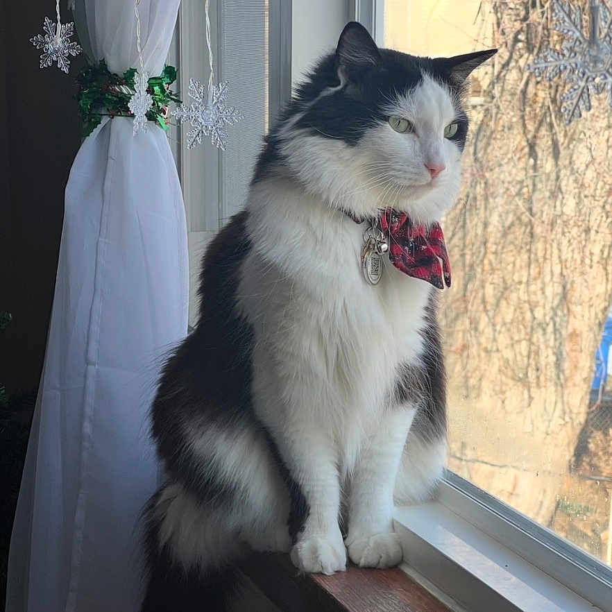 Go-Go joined the competition — help win amazing prizes! cat, black_and_white, fluffy, bandana, windowsill, window, curtain, snowflake_decorations, indoor, daylight, pet, looking_outside, animal, feline, calm, sitting, domestic, cozy, winter, decor