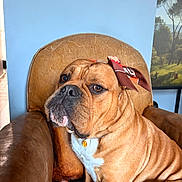 Vicomte participe au concours pour gagner de l'argent avec cette photo : dog, leather_chair, scarf, indoor, portrait, brown_dog, white_chest, seated, pet, furniture, decor, painting, wall, calm, closeup, animal, canine, companion, relaxed, home