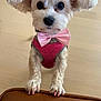 dog, puppy, small_dog, bow_tie, pink_bow, pink_harness, painted_nails, paws, big_eyes, close_up, fur, collar, indoor, hardwood_floor, leather_furniture, pet_portrait, accessory, cute, white_fur, looking_up