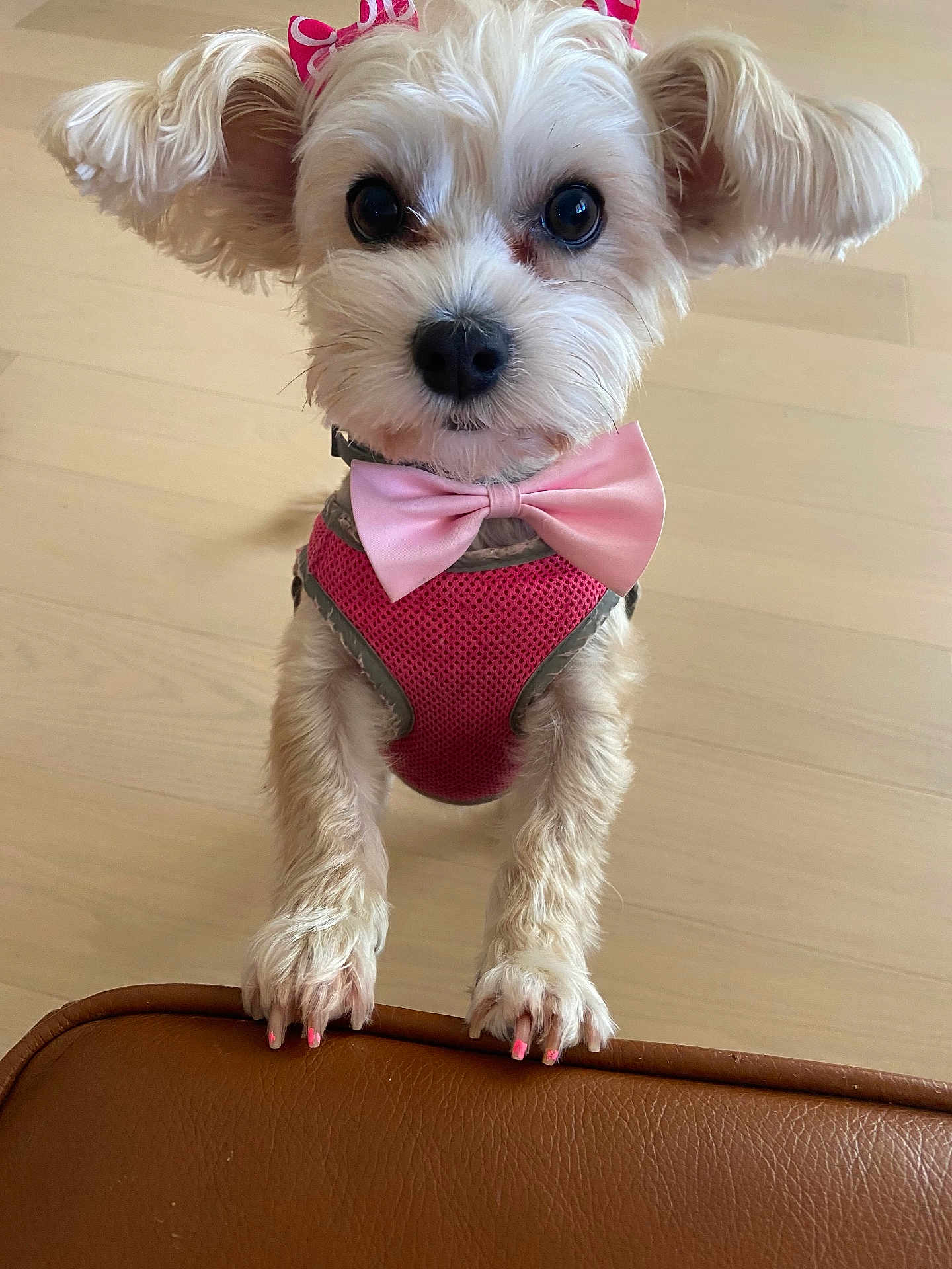 Roxy joined the competition — help win amazing prizes! dog, puppy, small_dog, bow_tie, pink_bow, pink_harness, painted_nails, paws, big_eyes, close_up, fur, collar, indoor, hardwood_floor, leather_furniture, pet_portrait, accessory, cute, white_fur, looking_up